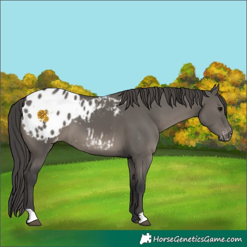 Horse Color:Grullo Appaloosa