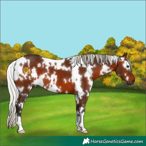 Horse Color:Gray White Spotted Silver Bay 