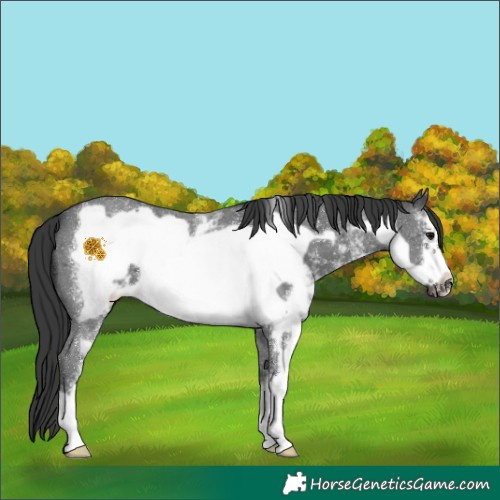 Horse Color:Black Sabino Frame 