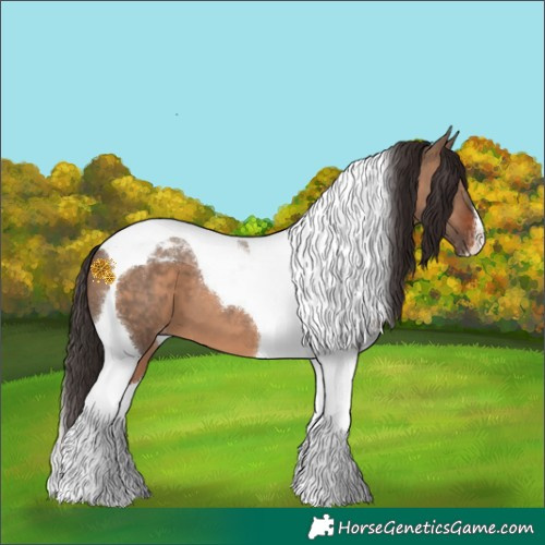 Horse Color:Brown Dun Tobiano Appaloosa 