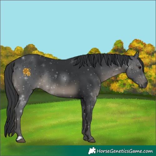 Horse Color:Black Rabicano 