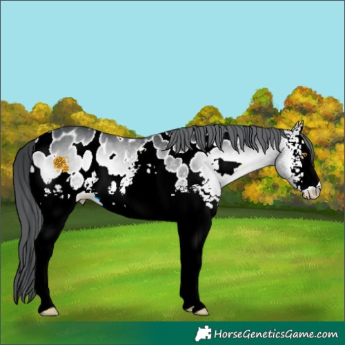 Horse Color:White Spotted Brown Chinchilla Onyx Blanket 