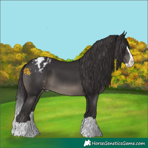 Horse Color:Smoky Black Splash Appaloosa 