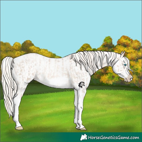 Horse Color:Chocolate Palomino Roan Pearl Tobiano Frame  and Chocolate Palomino Roan Pearl Tobiano Frame 