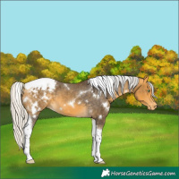 Horse Color:White Spotted Silver Buckskin Tobiano Appaloosa 