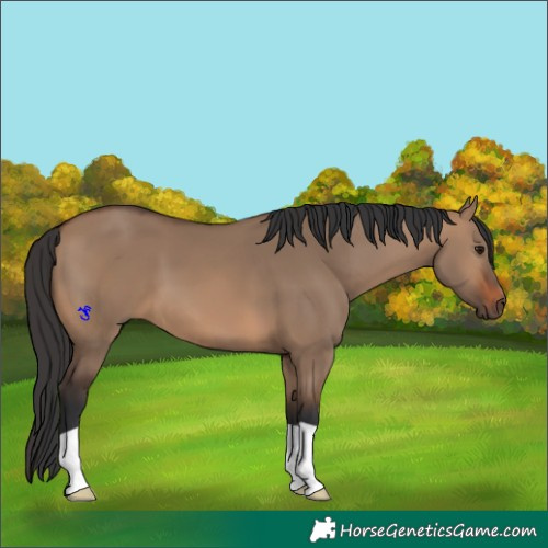 Horse Color:Brown Dun 