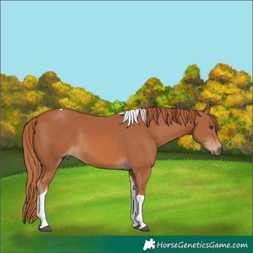 Horse Color:Chestnut Tobiano Rabicano 