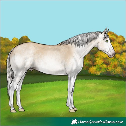 Horse Color:Gray White Spotted Silver Classic Champagne Dun Splash 