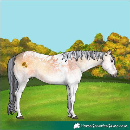 Horse Color:Gray Painted White Spotted Liver Red Dun Onyx Tobiano Rabicano 