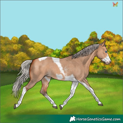 Horse Color:Silver Bay Dun Sabino Tobiano Frame Rabicano 
