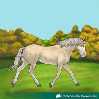 Horse Color:Palomino Dun Splash 