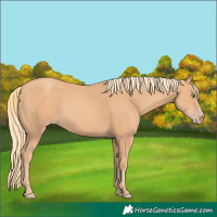Horse Color:Gold Champagne 