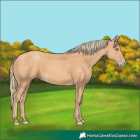 Horse Color:Gold Champagne 