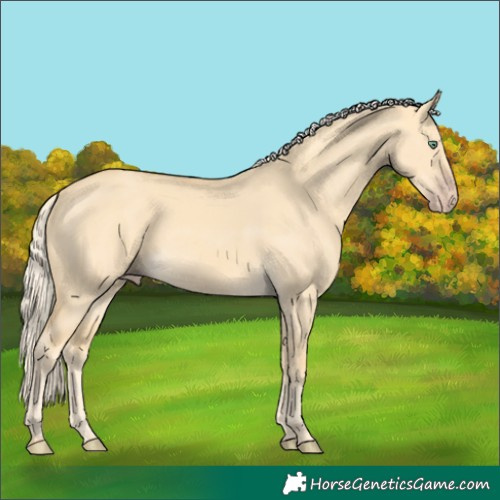 Horse Color:Gold Cream Champagne Dun 