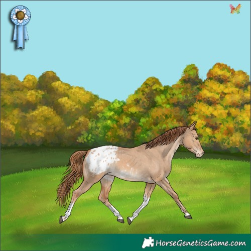 Horse Color:Red Dun Tobiano Appaloosa 