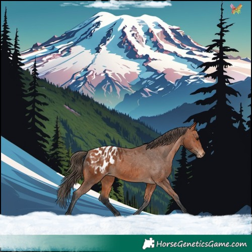 Horse Color:Bay Appaloosa 