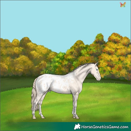 Horse Color:Perlino Appaloosa 