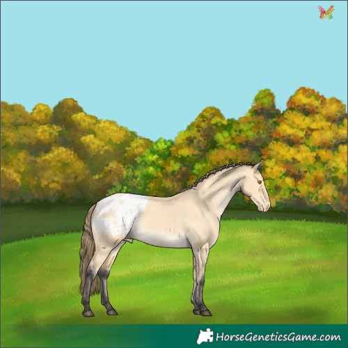 Horse Color:Buckskin Dun Appaloosa 