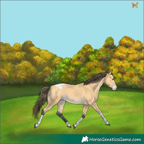 Horse Color:Buckskin Tobiano Appaloosa 