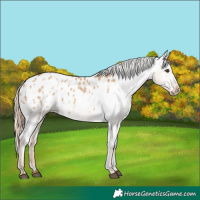 Horse Color:Red Dun Appaloosa  and Red Dun Appaloosa 