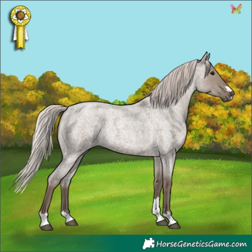 Horse Color:Silver Grullo Roan 