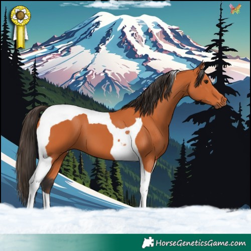 Horse Color:Bay Tobiano 