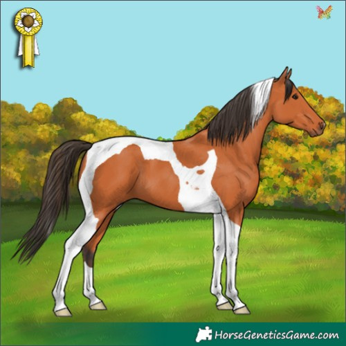 Horse Color:Bay Tobiano 
