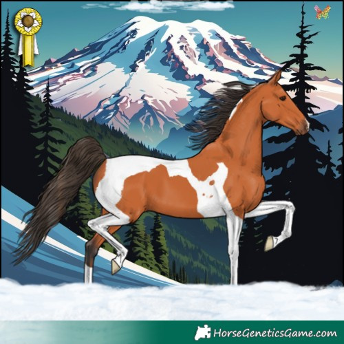 Horse Color:Bay Tobiano 