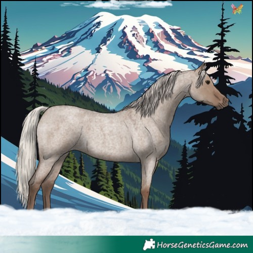 Horse Color:Silver Grullo Roan 