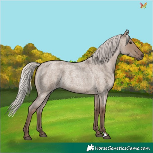 Horse Color:Silver Grullo Roan 