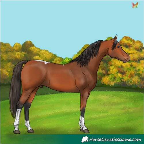 Horse Color:Bay Tobiano 