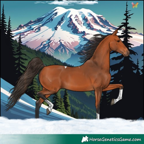 Horse Color:Bay Tobiano 