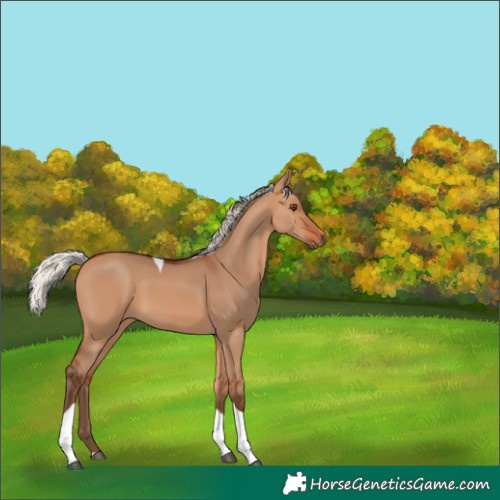 Horse Color:Silver Bay Dun Tobiano 