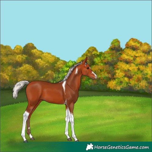 Horse Color:Silver Bay Tobiano 