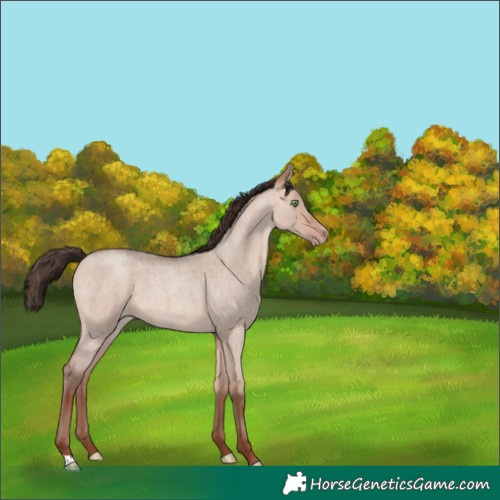 Horse Color:Amber Champagne Roan Dun 