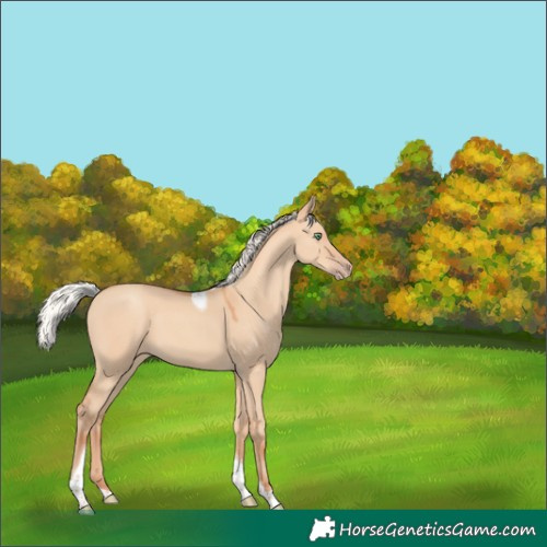 Horse Color:Silver Amber Champagne Dun Tobiano 