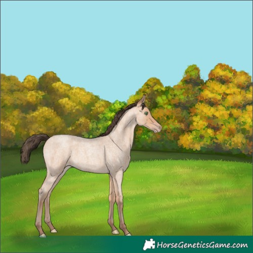 Horse Color:Amber Champagne Roan 