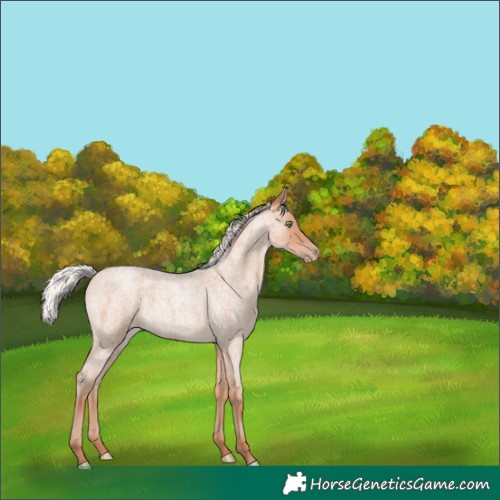 Horse Color:Silver Amber Champagne Roan 
