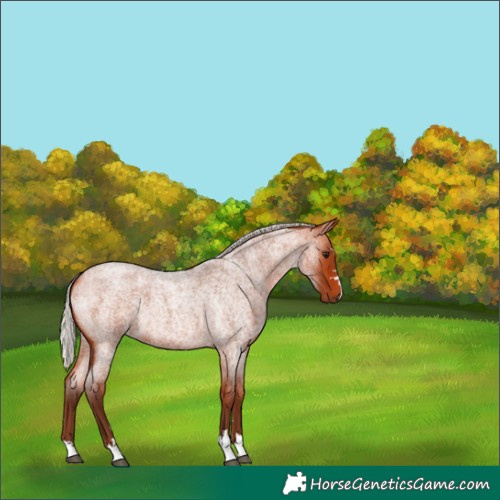 Horse Color:Silver Bay Roan 