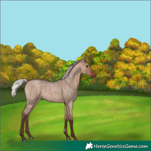 Horse Color:Silver Bay Roan Dun 