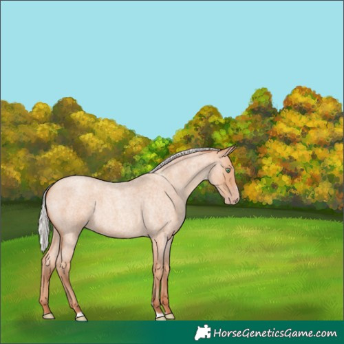 Horse Color:Silver Amber Champagne Roan 