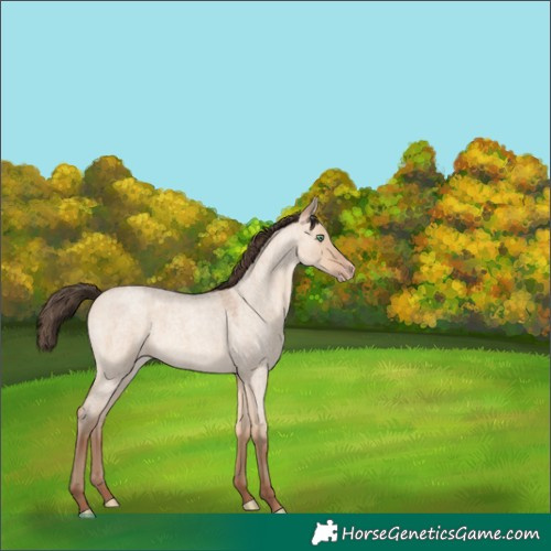 Horse Color:Amber Champagne Roan Dun 