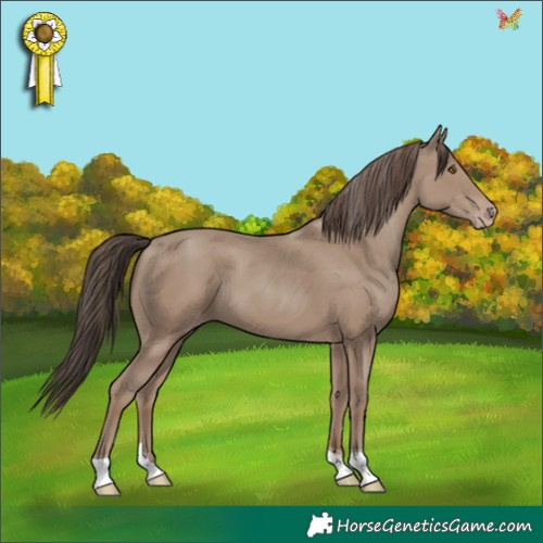 Horse Color:Classic Champagne Tobiano 