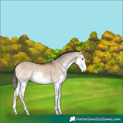Horse Color:Bay Dun Splash 