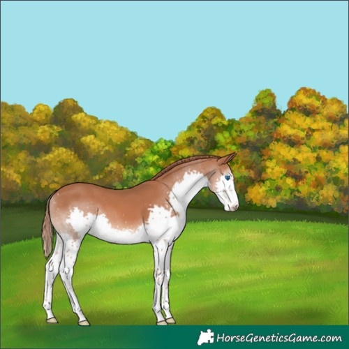 Horse Color:Chestnut Splash 