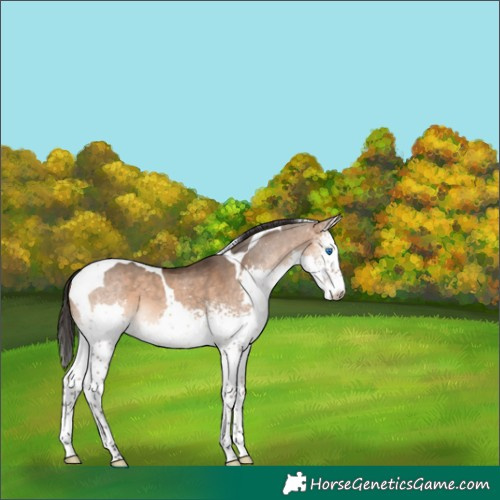 Horse Color:White Spotted Bay Dun Splash Tobiano 