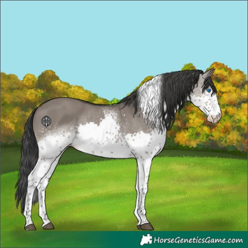 Horse Color:White Spotted Grullo Splash Tobiano