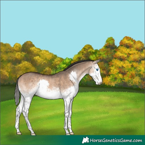 Horse Color:White Spotted Bay Dun Splash 