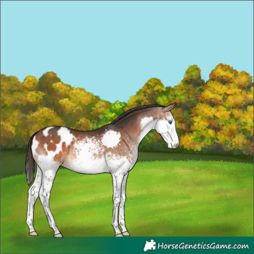 Horse Color:White Spotted Bay Splash Appaloosa 