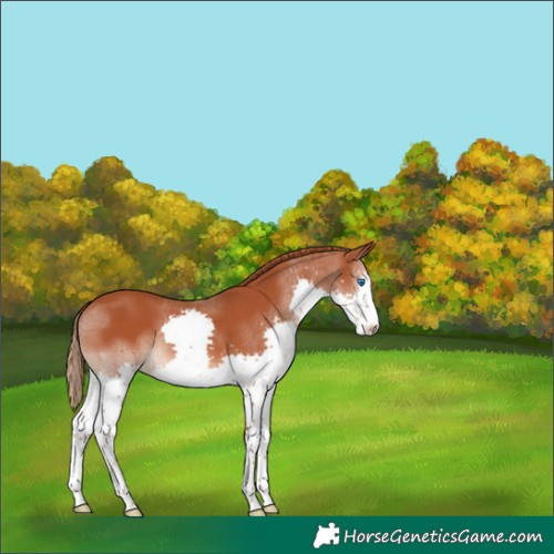 Horse Color:Chestnut Splash 